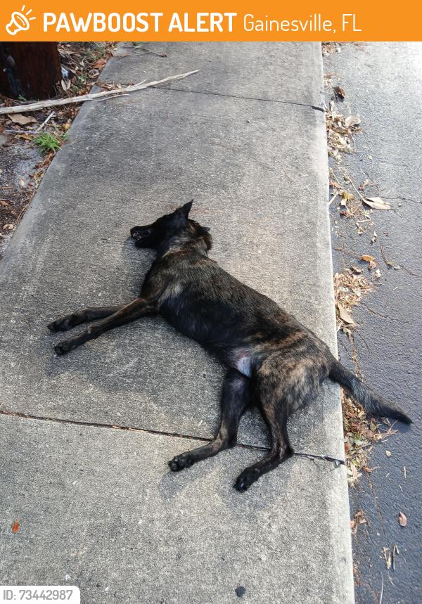 Found/Stray Unknown Dog last seen Just inside the entrance to The Trails apmts, right across the street from Space Age smoke shop, Gainesville, FL 32608