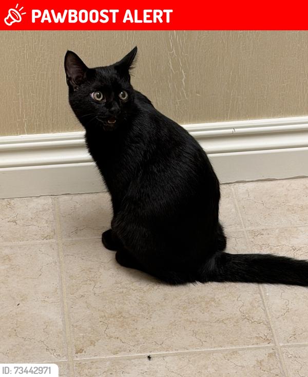 Lost Male Cat last seen Clintonville/Waldon -Oakhurst subdivision, Independence Township, MI 48348