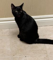 Lost Male Cat last seen Clintonville/Waldon -Oakhurst subdivision, Independence Township, MI 48348