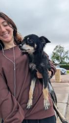 Reunited Female Dog last seen Gilbert and Baseline, Suntree, Mesa, AZ 85204