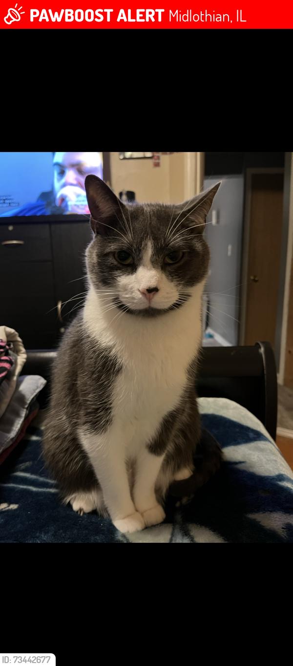 Lost Male Cat last seen 147th and Karlov, Midlothian, IL 60445