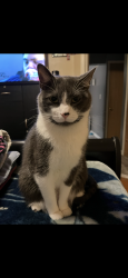 Lost Male Cat last seen 147th and Karlov, Midlothian, IL 60445