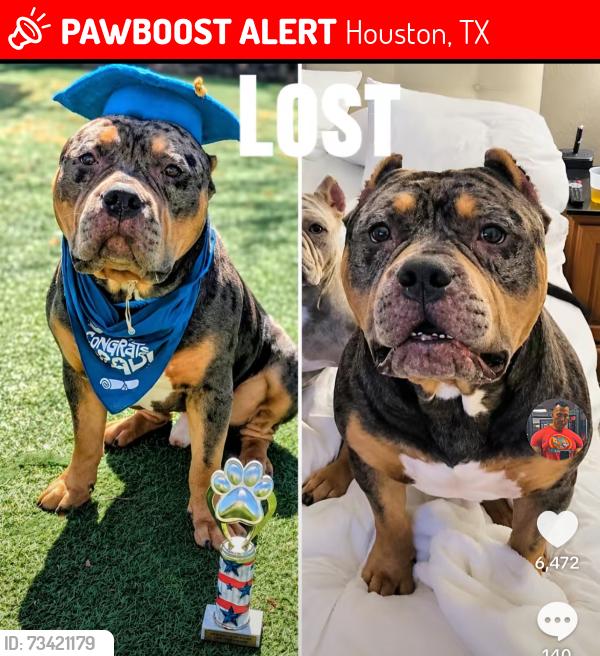 Lost Male Dog last seen golden sunshine Drive and broken sky drive, Houston, TX 77064