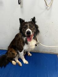 Shelter Stray Male Dog last seen Apt 612,310 Grand Concourse, BRONX, NY, 10451, 326 E 110th St, New York, NY 10029, USA