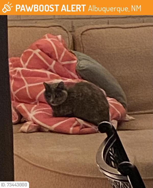 Found/Stray Unknown Cat last seen Arroyo Del Oso, Pennsylvania, Albuquerque, NM 87111