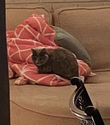 Found/Stray Unknown Cat last seen Arroyo Del Oso, Pennsylvania, Albuquerque, NM 87111