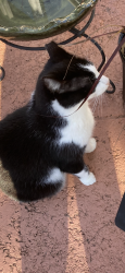 Lost Male Cat last seen Braxton Drive, Hudson, FL 34667