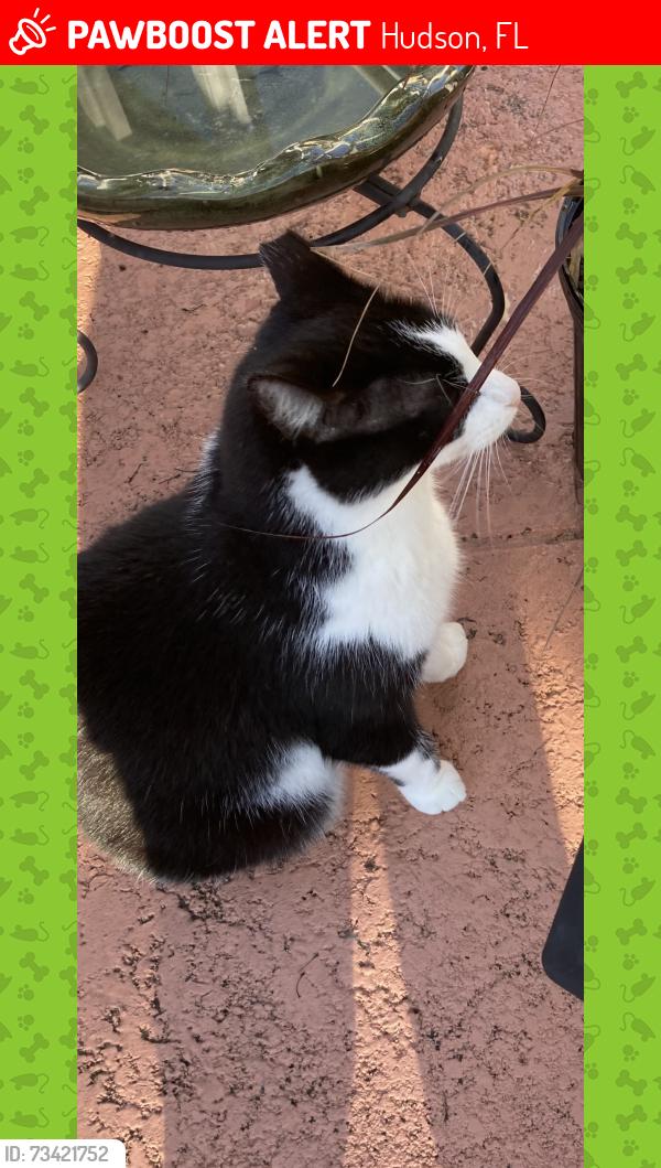 Lost Male Cat last seen Braxton Drive, Hudson, FL 34667