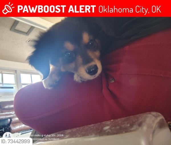 Lost Male Dog last seen N Holly Ave, 10th ST, N Consul Rd, Oklahoma City, OK 73127
