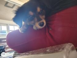 Lost Male Dog last seen N Holly Ave, 10th ST, N Consul Rd, Oklahoma City, OK 73127
