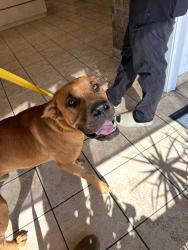 Found/Stray Male Dog last seen Near turkey mountain rd ne rome ga, Rome, GA 30161