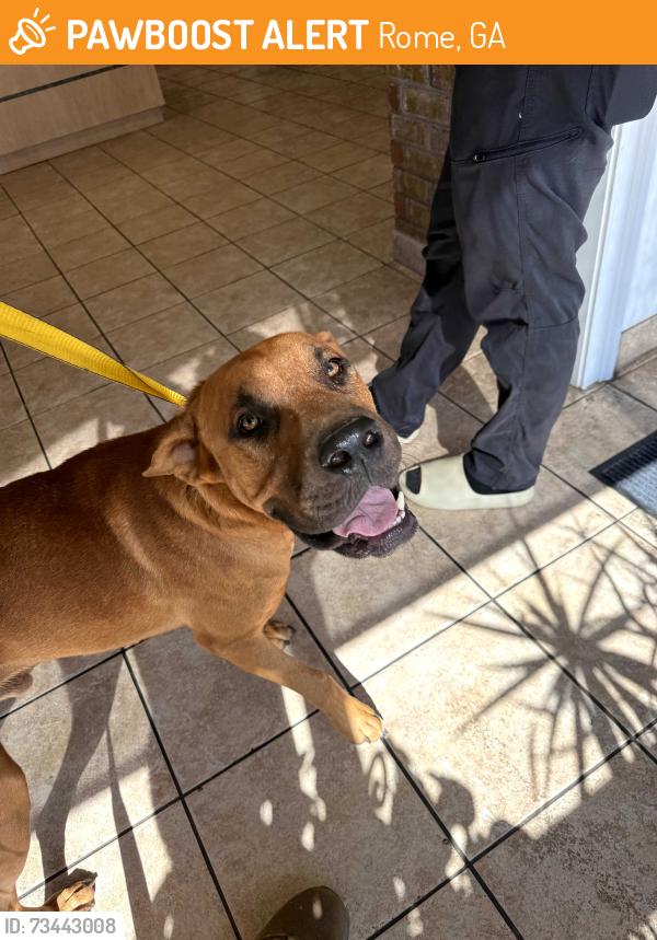 Found/Stray Male Dog last seen Near turkey mountain rd ne rome ga, Rome, GA 30161