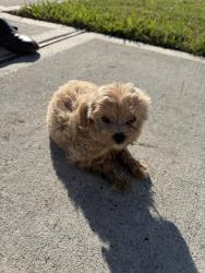 Reunited Unknown Dog last seen Gilded Peak, Spring, TX 77373, USA, Spring, TX 77373