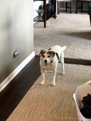 Lost Male Dog last seen Sunset, Wonderlake, Wonder Lake, IL 60097