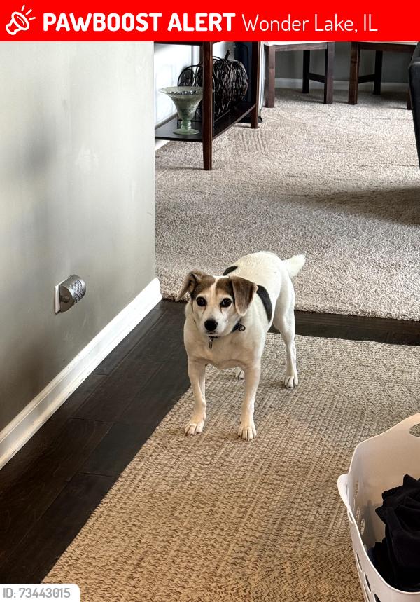 Lost Male Dog last seen Sunset, Wonderlake, Wonder Lake, IL 60097