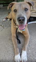 Reunited Male Dog last seen Near 6th st e, Saint Paul, MN 55106