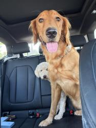 Lost Female Dog last seen Midwest Blvd, Midwest City, OK 73110