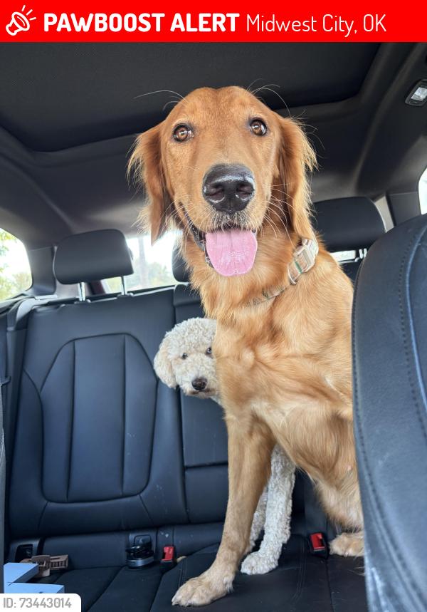 Lost Female Dog last seen Midwest Blvd, Midwest City, OK 73110