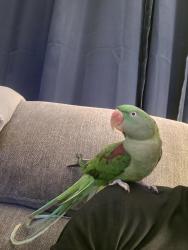 Lost Female Bird last seen Chatfield lane Concord NC, Concord, NC 28025