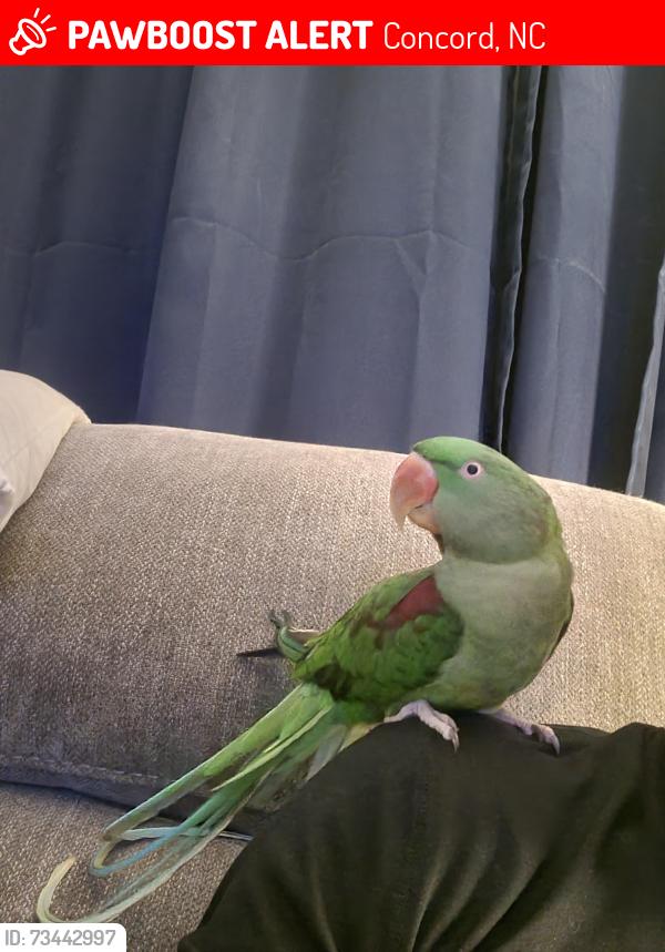 Lost Female Bird last seen Chatfield lane Concord NC, Concord, NC 28025