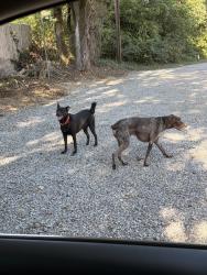 Found/Stray Unknown Dog last seen Behind Evergreen Appliances, Knoxville, TN 37920