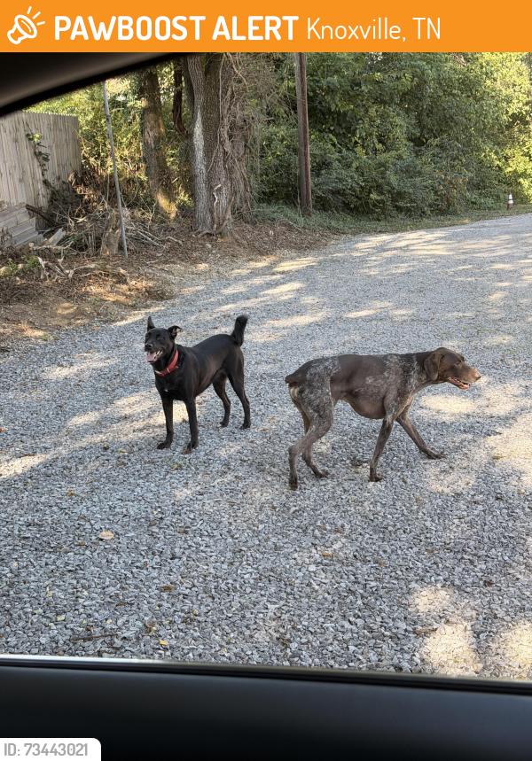 Found/Stray Unknown Dog last seen Behind Evergreen Appliances, Knoxville, TN 37920