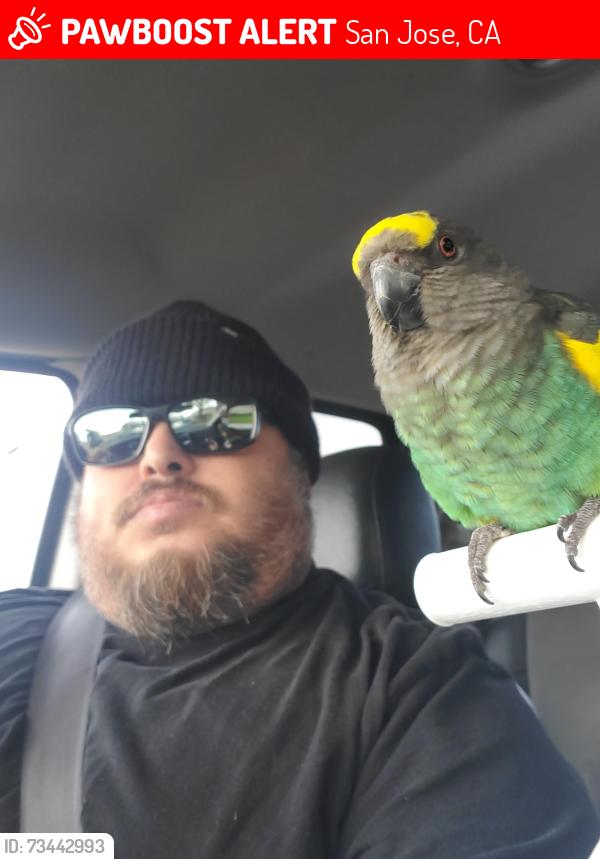 Lost Female Bird last seen Near orlando dr san jose ca, San Jose, CA 95122