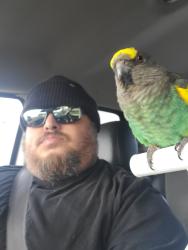 Lost Female Bird last seen Near orlando dr san jose ca, San Jose, CA 95122