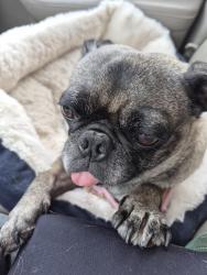 Lost Female Dog last seen Arneill Road and Dunnigan (near Vons), Camarillo, CA 93010