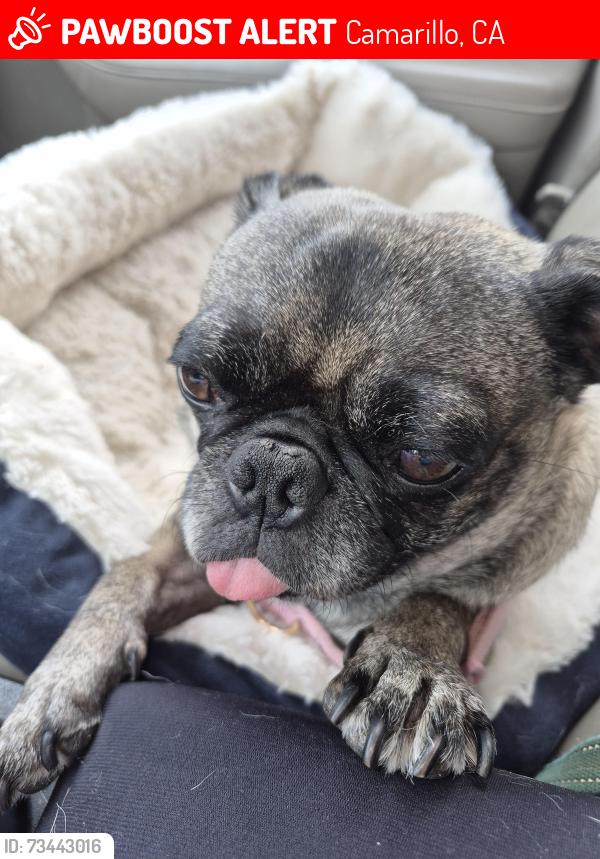 Lost Female Dog last seen Arneill Road and Dunnigan (near Vons), Camarillo, CA 93010