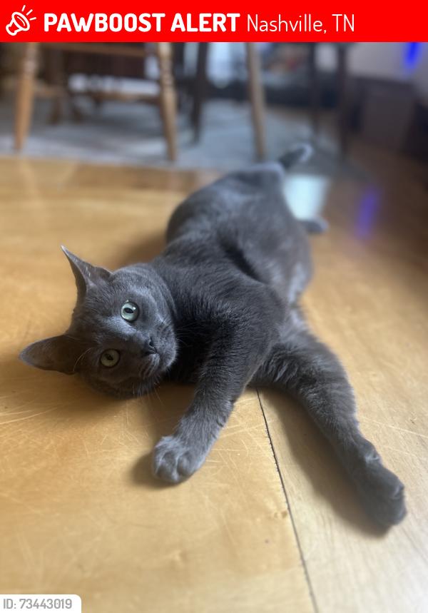 Lost Male Cat last seen Two blocks from the airpark, Nashville, TN 37206