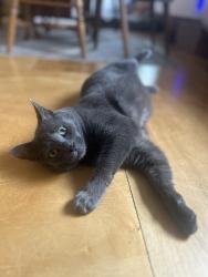 Lost Male Cat last seen Two blocks from the airpark, Nashville, TN 37206