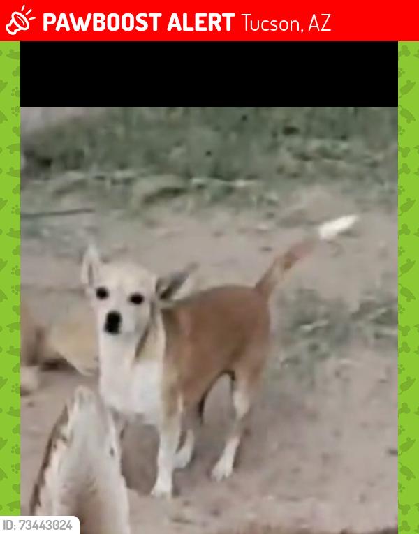 Lost Female Dog last seen Park & bilby, Tucson, AZ 85706