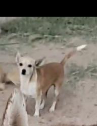 Lost Female Dog last seen Park & bilby, Tucson, AZ 85706