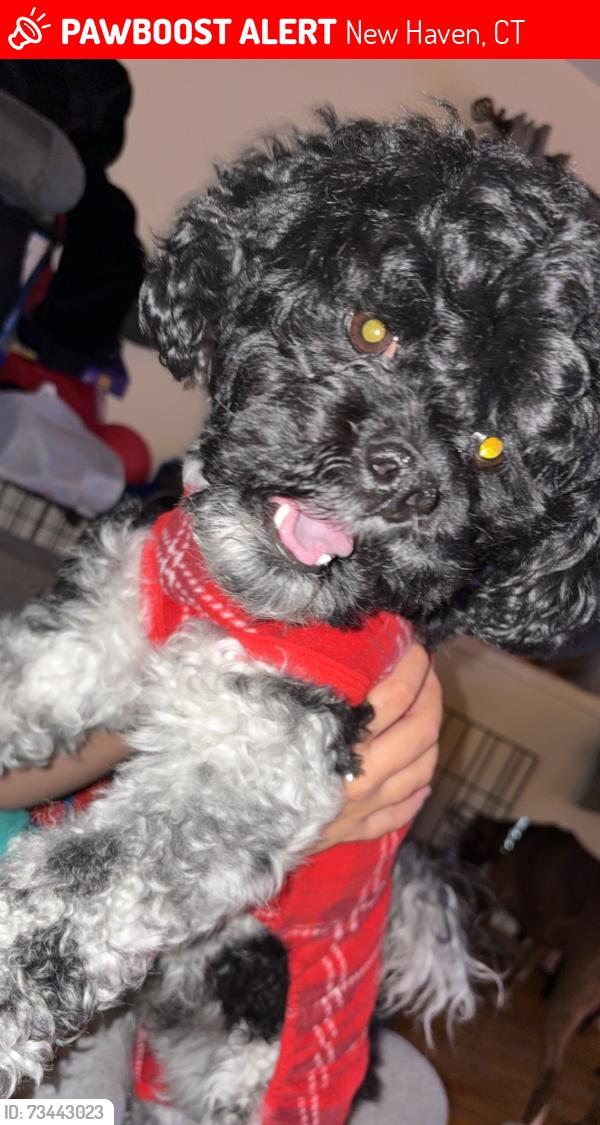 Lost Male Dog last seen Grand Ave, New Haven, CT 06513