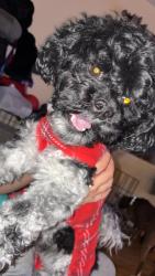 Lost Male Dog last seen Grand Ave, New Haven, CT 06513