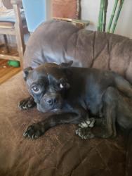 Lost Male Dog last seen Pennsylvania & Indian school, Albuquerque, NM 87110