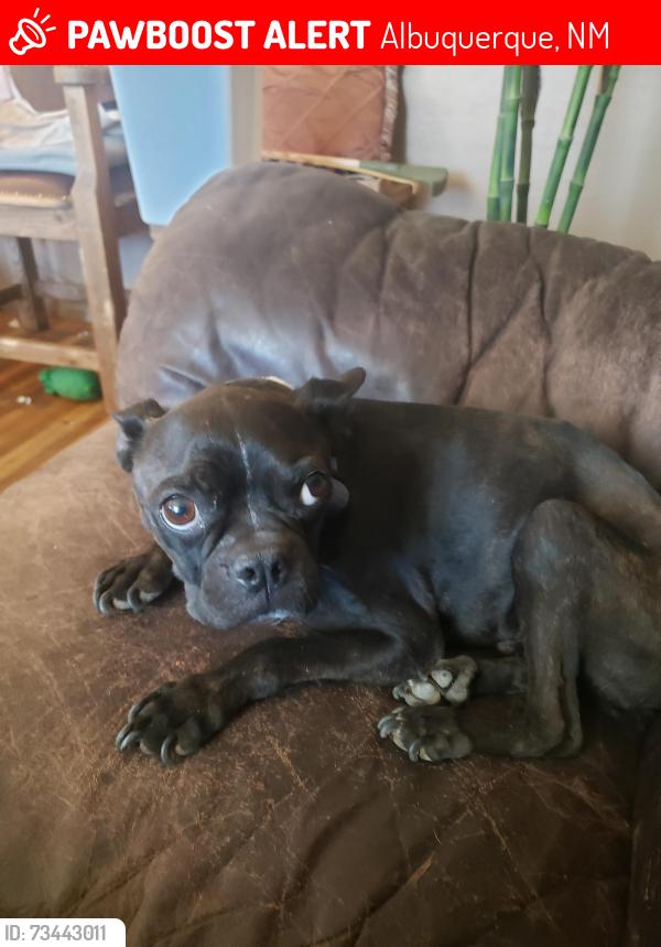 Lost Male Dog last seen Pennsylvania & Indian school, Albuquerque, NM 87110