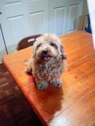 Found/Stray Unknown Dog last seen Near, Fort Lauderdale, FL 33317