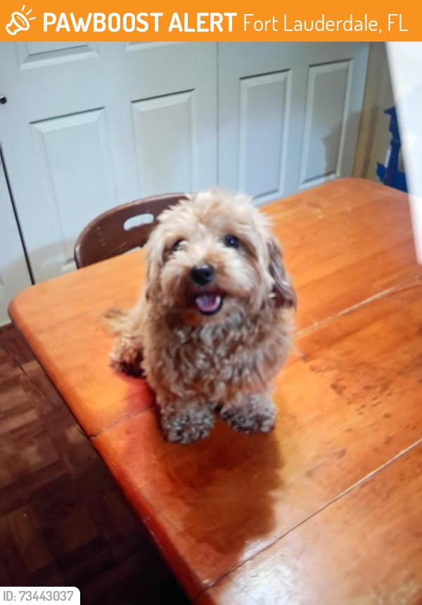 Found/Stray Unknown Dog last seen Near, Fort Lauderdale, FL 33317