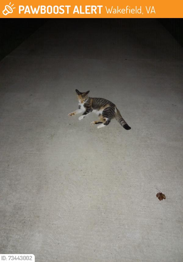 Found/Stray Unknown Cat last seen Woodland Way, Wakefield, VA 22003