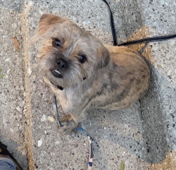 Lost Female Dog last seen Near s Campbell, Chicago, IL 60629