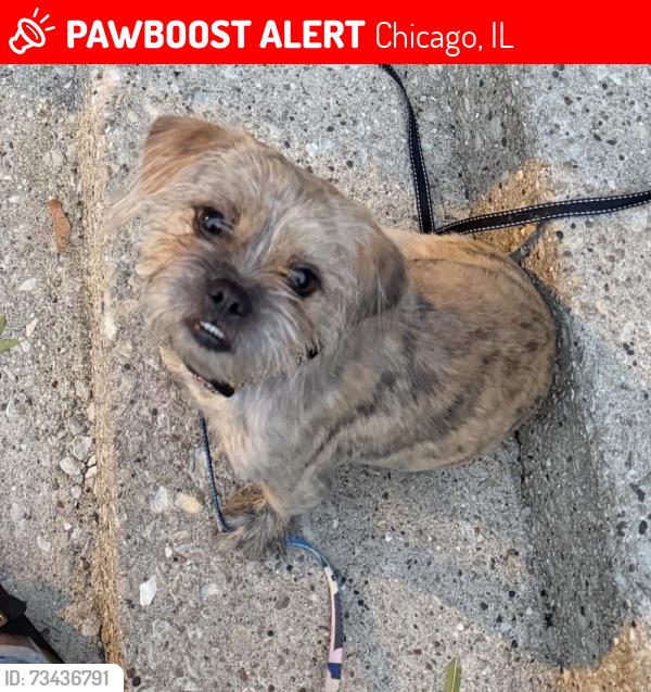 Lost Female Dog last seen Near s Campbell, Chicago, IL 60629