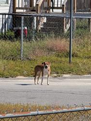 Found/Stray Unknown Dog last seen Driftwood Drive Fayetteville nc, Fayetteville, NC 28306