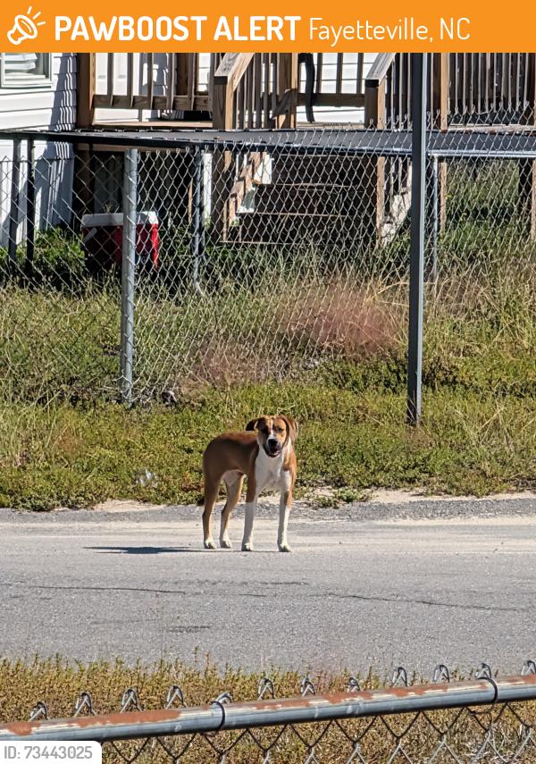 Found/Stray Unknown Dog last seen Driftwood Drive Fayetteville nc, Fayetteville, NC 28306