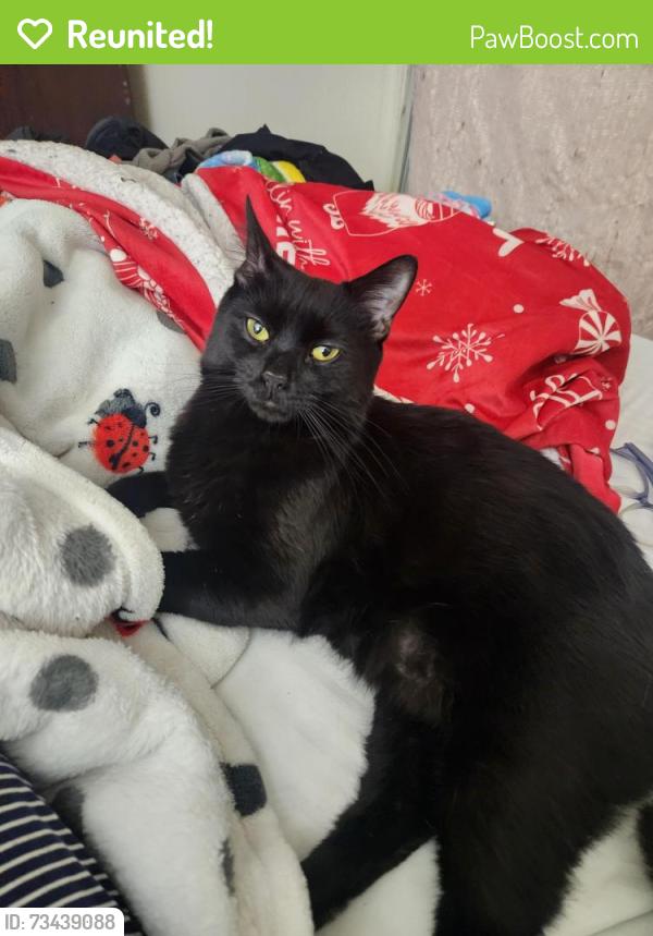 Reunited Male Cat last seen Modena road Coatesville, Coatesville, PA 19320