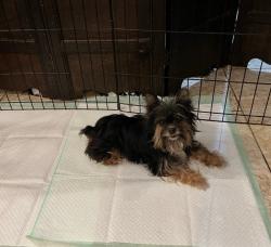 Lost Female Dog last seen Blue Lick Road / Vanguard, Louisville, KY 40229