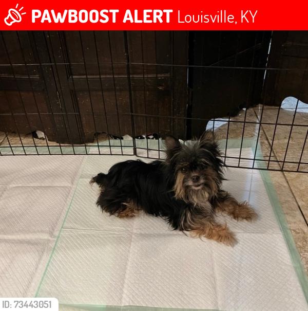 Lost Female Dog last seen Blue Lick Road / Vanguard, Louisville, KY 40229
