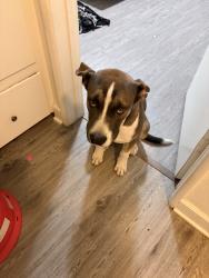 Found/Stray Male Dog last seen Near E Valley BlvdCity Of Industry, CA 91744United States, La Puente, CA 91744