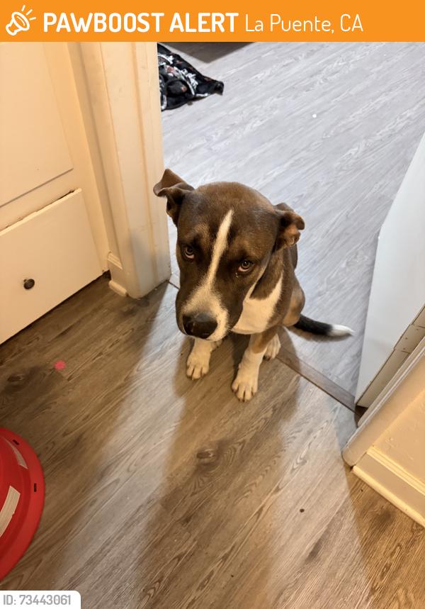 Found/Stray Male Dog last seen Near E Valley BlvdCity Of Industry, CA 91744United States, La Puente, CA 91744